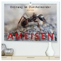 Ameisen - Ordnung im Durcheinander (hochwertiger Premium Wandkalender 2025 DIN A2 quer), Kunstdruck in Hochglanz - Peter Roder