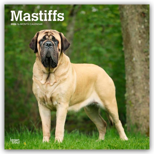 Mastiffs - Mastiff 2026 - 16-Monatskalender - Browntrout Publishers