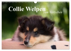 Cover-Bild zum Titel 'Collie Welpen zum Verlieben (Wandkalender 2026 DIN A3 quer), CALVENDO Monatskalender' von 'Thomas Quentin'