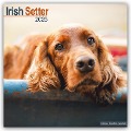 Irish Setter - Irish Setter 2025 - 16-Monatskalender - Avonside Publishing Ltd