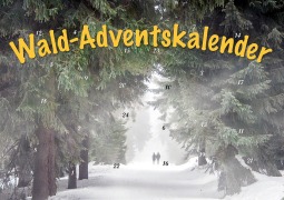 Durch den Wald im Advent - 
