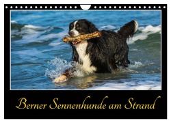 Cover-Bild zum Titel 'Berner Sennenhunde am Strand (Wandkalender 2026 DIN A4 quer), CALVENDO Monatskalender' von 'Sigrid Starick'