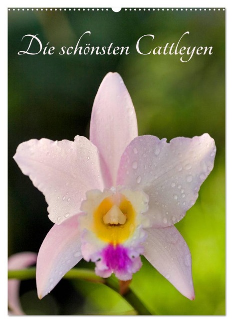 Die schönsten Cattleyen (Wandkalender 2026 DIN A2 hoch), CALVENDO Monatskalender - Clemens Stenner