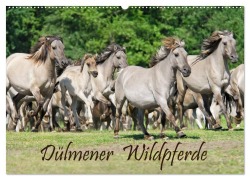 Cover-Bild zum Titel 'Dülmener Wildpferde (Wandkalender 2026 DIN A2 quer), CALVENDO Monatskalender' von 'Katho Menden'