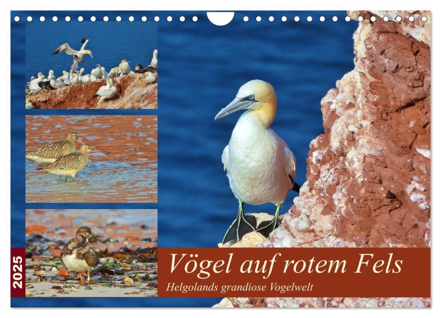 Vögel auf rotem Fels - Helgolands grandiose Vogelwelt (Wandkalender 2025 DIN A4 quer), CALVENDO Monatskalender - René Schaack