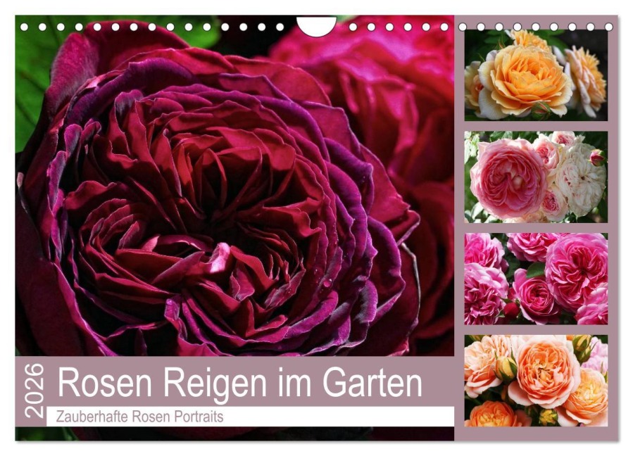 Rosen Reigen im Garten (Wandkalender 2026 DIN A4 quer), CALVENDO Monatskalender - Martina Cross