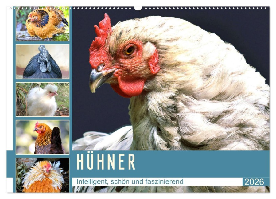 Hühner. Intelligent, schön und faszinierend (Wandkalender 2026 DIN A2 quer), CALVENDO Monatskalender - Rose Hurley