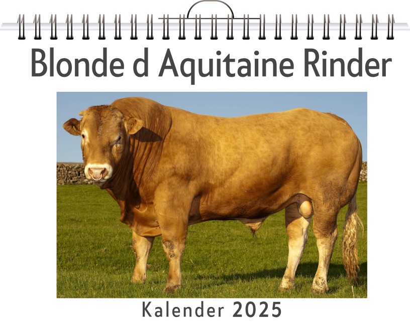 Blonde d Aquitaine Rinder - Luca Lang
