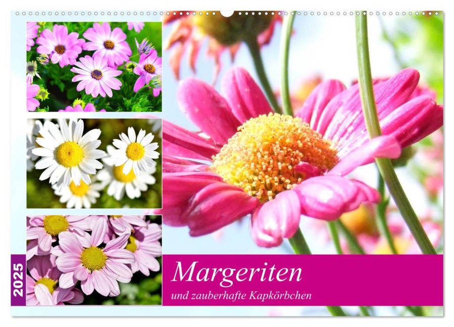 Margeriten und zauberhafte Kapkörbchen (Wandkalender 2025 DIN A2 quer), CALVENDO Monatskalender - Rose Hurley