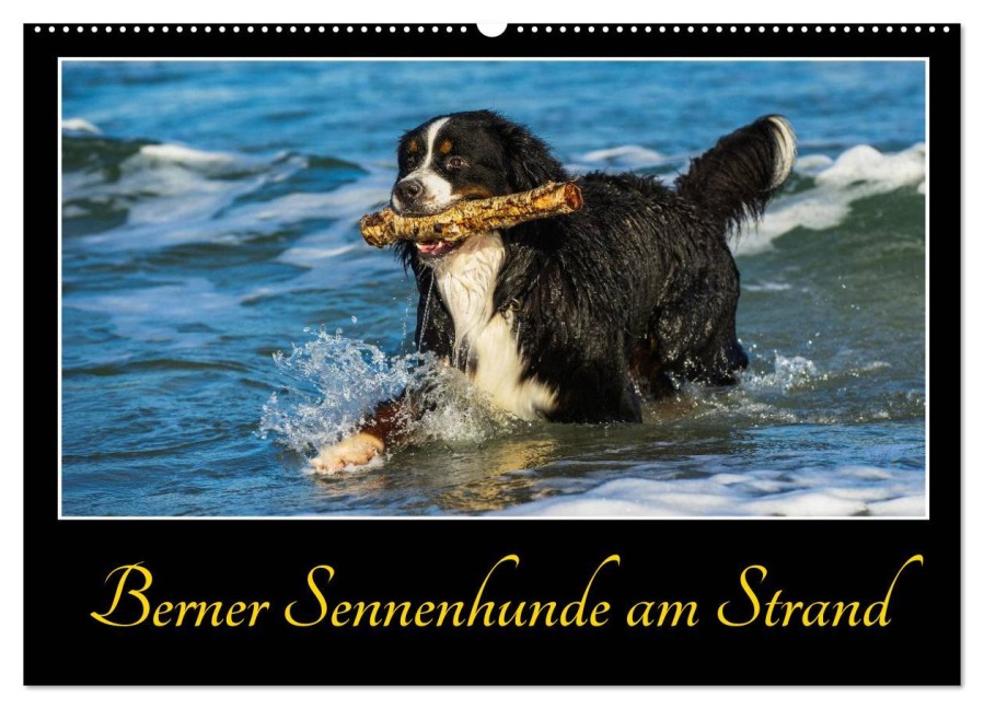 Berner Sennenhunde am Strand (Wandkalender 2026 DIN A2 quer), CALVENDO Monatskalender - Sigrid Starick