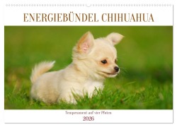 Cover-Bild zum Titel 'Enegiebündel Chihuahua - Temperament auf vier Pfoten (Wandkalender 2026 DIN A2 quer), CALVENDO Monatskalender' von 'Sigrid Starick'