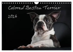 Cover-Bild zum Titel 'Colored Boston Terrier 2026 (Wandkalender 2026 DIN A4 quer), CALVENDO Monatskalender' von 'Nicola Kassat Fotografie'
