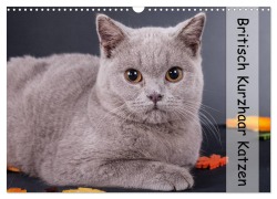 Britisch Kurzhaar Katzen (Wandkalender 2026 DIN A3 quer), CALVENDO Monatskalender - Gabriela Wejat-Zaretzke
