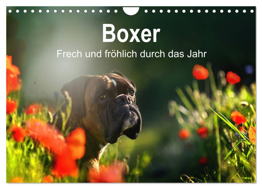 Boxer Frech und fröhlich durch das Jahr (Wandkalender 2026 DIN A4 quer), CALVENDO Monatskalender - Yvonne Janetzek