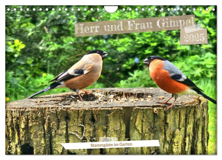 Herr und Frau Gimpel - Stammgäste im Garten (Wandkalender 2025 DIN A4 quer), CALVENDO Monatskalender - Henning von Löwis of Menar