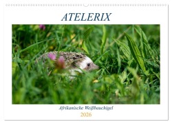 Cover-Bild zum Titel 'Atelerix - Afrikanische Weißbauchigel (Wandkalender 2026 DIN A2 quer), CALVENDO Monatskalender' von 'Marina Zimmermann'