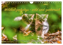 Cover-Bild zum Titel 'Wildkatzenbabys - wild und zuckersüß. (Wandkalender 2026 DIN A4 quer), CALVENDO Monatskalender' von 'Ingo Gerlach'