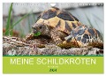 Meine Schildkröten (Wandkalender 2024 DIN A4 quer), CALVENDO Monatskalender - Marion Sixt