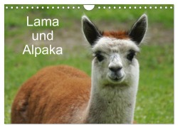 Cover-Bild zum Titel 'Lama und Alpaka (Wandkalender 2026 DIN A4 quer), CALVENDO Monatskalender' von 'Kattobello Kattobello'