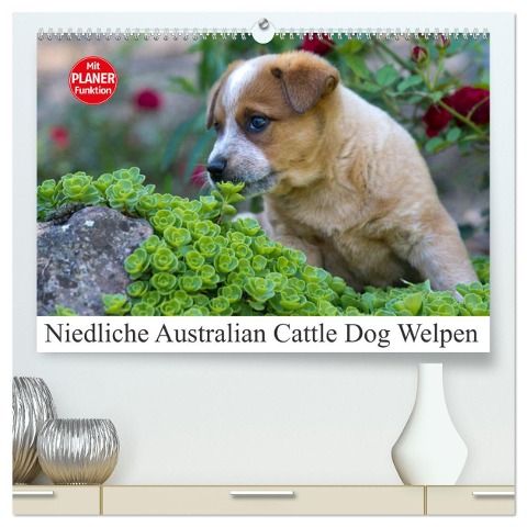 Niedliche Australian Cattle Dog Welpen (hochwertiger Premium Wandkalender 2025 DIN A2 quer), Kunstdruck in Hochglanz - Fotodesign Verena Scholze