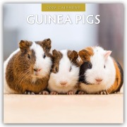 Guinea Pigs - Meerschweinchen 2026 - 16-Monatskalender - Robin Red