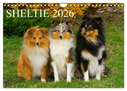 Cover-Bild zum Titel 'Sheltie 2026 (Wandkalender 2026 DIN A4 quer), CALVENDO Monatskalender' von 'Sigrid Starick'