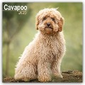 Cavapoo - Cavoodle 2025 - 16-Monatskalender - Avonside Publishing Ltd