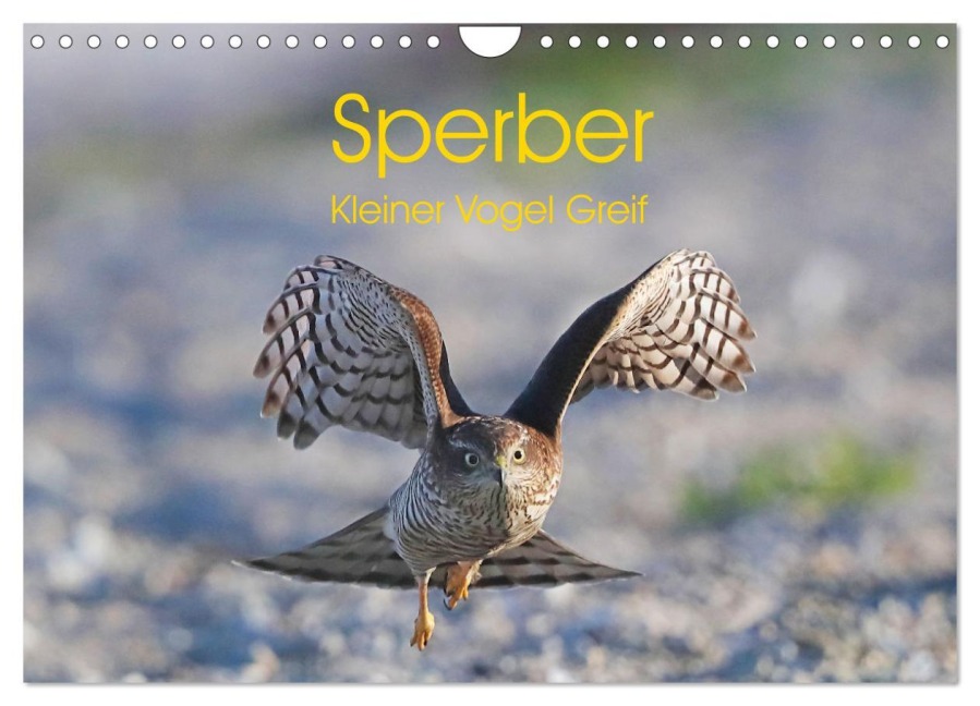 Sperber - Kleiner Vogel Greif (Wandkalender 2026 DIN A4 quer), CALVENDO Monatskalender - Hermann Knüwer