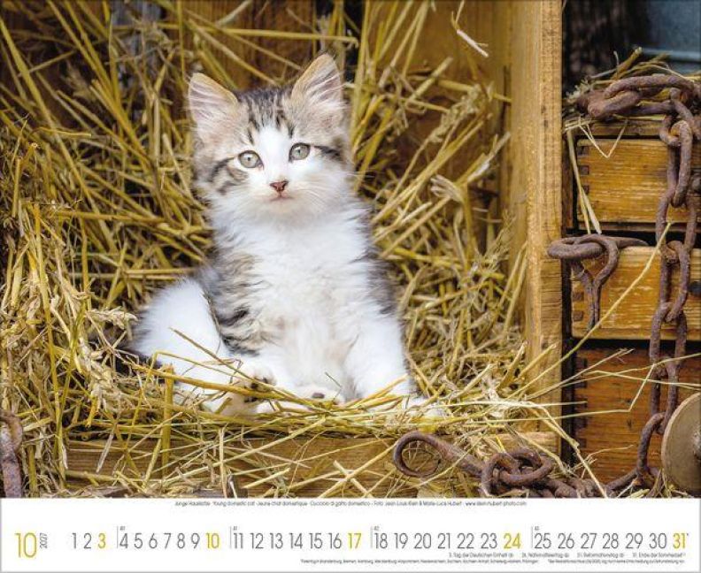 InsideView 10