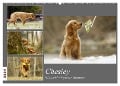 Chesley Kleiner Hund Grosses Abenteuer (Wandkalender 2024 DIN A2 quer), CALVENDO Monatskalender - Hundfotografin Bea Müller