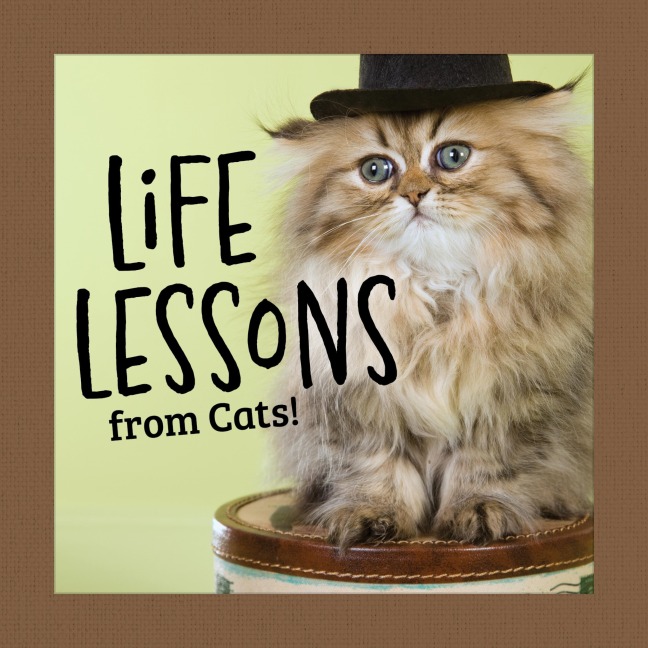 Life Lessons from Cats! - Grace Peterson