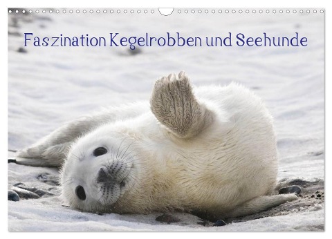 Faszination Kegelrobben und Seehunde 2024 (Wandkalender 2024 DIN A3 quer), CALVENDO Monatskalender - Armin Maywald