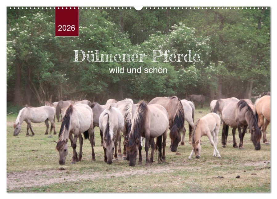 Dülmener Pferde, wild und schön (Wandkalender 2026 DIN A2 quer), CALVENDO Monatskalender - Angelika Keller