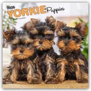 Yorkshire Terrier Puppies - Yorkshire Terrier Welpen - Yorkie Puppies - Yorkie Welpen 2026 - 16-Monatskalender - Browntrout Publishers