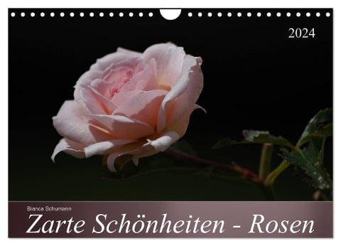 Zarte Schönheiten - Rosen (Wandkalender 2024 DIN A4 quer), CALVENDO Monatskalender - Bianca Schumann