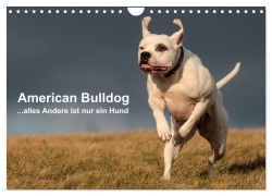 American Bulldog - alles Andere ist nur ein Hund (Wandkalender 2026 DIN A4 quer), CALVENDO Monatskalender - Denise Schmöhl