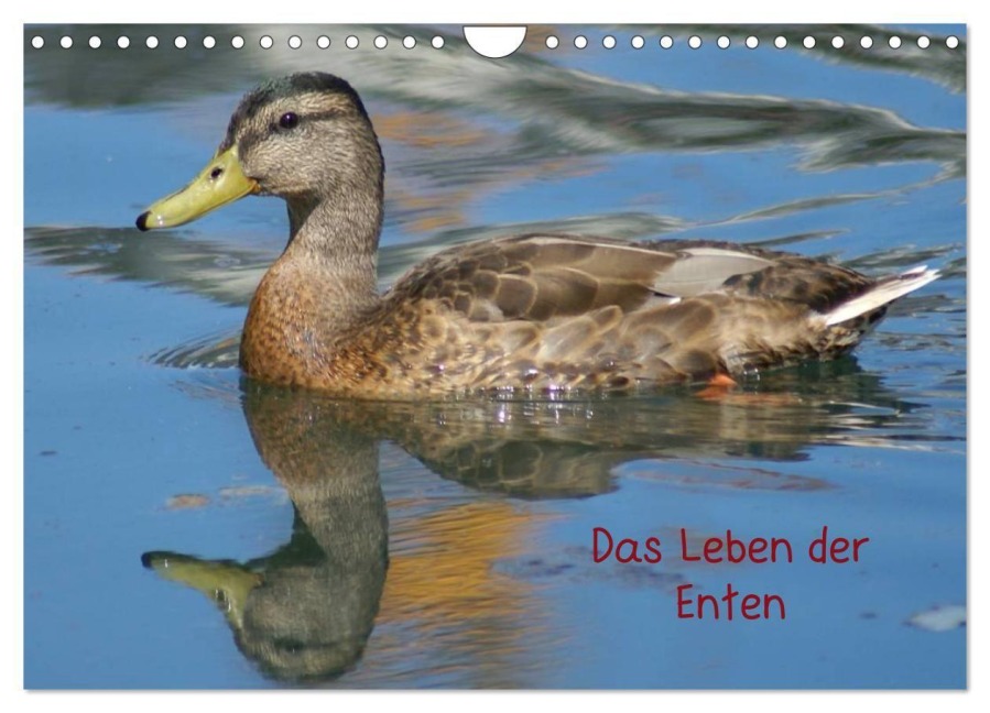 Das Leben der Enten (Wandkalender 2027 DIN A4 quer), CALVENDO Monatskalender - Kattobello