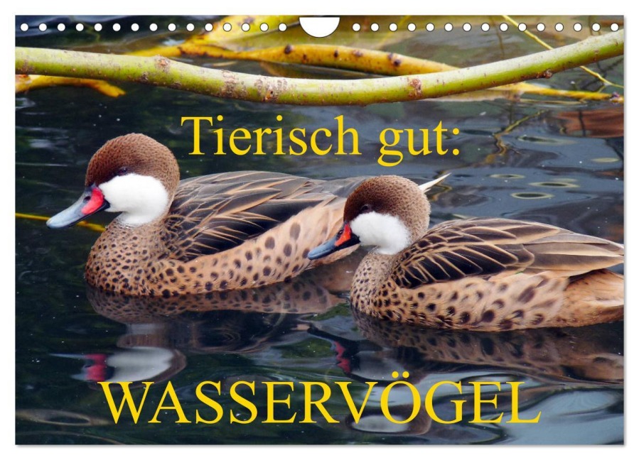 Tierisch gut: Wasservögel (Wandkalender 2026 DIN A4 quer), CALVENDO Monatskalender - Gisela Kruse