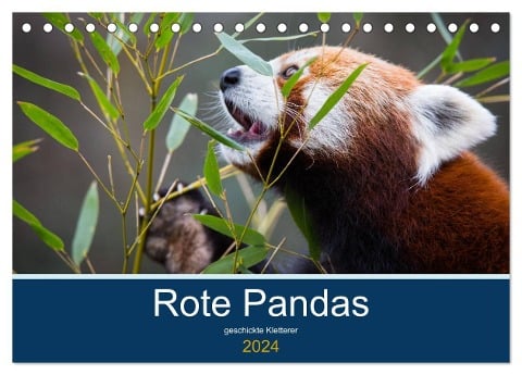 Rote Pandas - geschickte Kletterer (Tischkalender 2024 DIN A5 quer), CALVENDO Monatskalender - Cloudtail The Snow Leopard