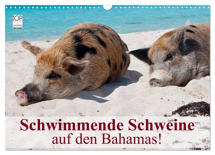 Schwimmende Schweine auf den Bahamas! (Wandkalender 2025 DIN A3 quer), CALVENDO Monatskalender - Elisabeth Stanzer