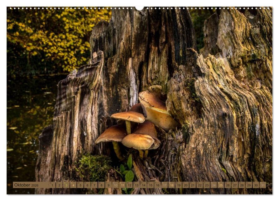 InsideView 1