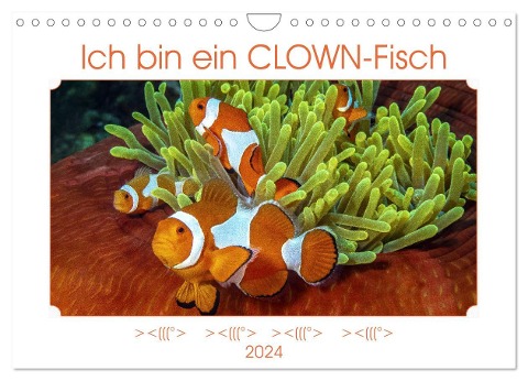 Ich bin ein CLOWN-Fisch (Wandkalender 2024 DIN A4 quer), CALVENDO Monatskalender - Dieter Gödecke