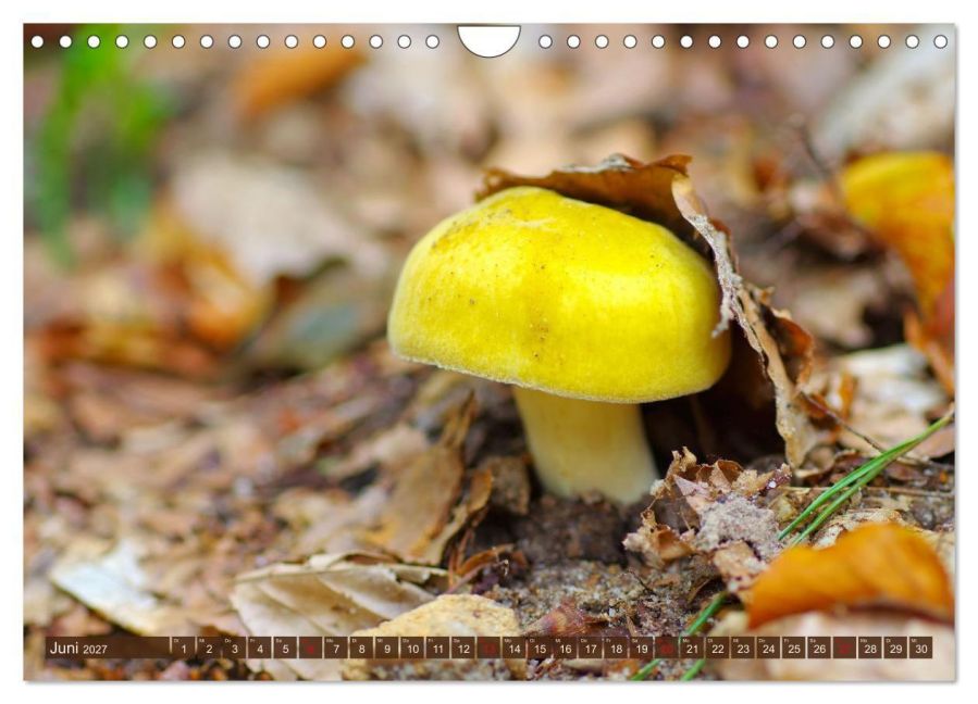 InsideView 11