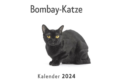Bombay-Katze (Wandkalender 2024, Kalender DIN A4 quer, Monatskalender im Querformat mit Kalendarium, Das perfekte Geschenk) - Anna Müller