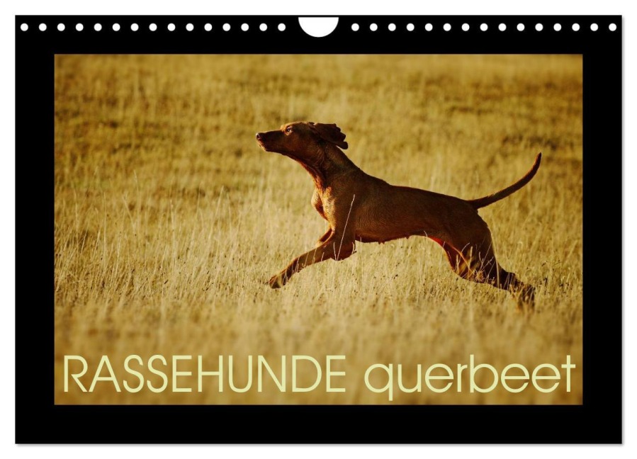 RASSEHUNDE querbeet (Wandkalender 2025 DIN A4 quer), CALVENDO Monatskalender - Kathrin Köntopp