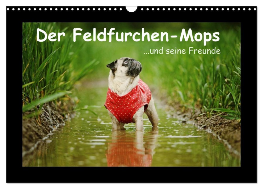 Der Feldfurchen-Mops (Wandkalender 2026 DIN A3 quer), CALVENDO Monatskalender - Kathrin Köntopp