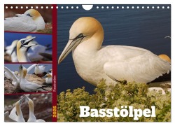 Cover-Bild zum Titel 'Faszination Basstölpel (Wandkalender 2026 DIN A4 quer), CALVENDO Monatskalender' von 'Babett Paul - Babetts Bildergalerie'