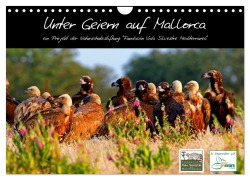 Cover-Bild zum Titel 'Unter Geiern auf Mallorca: Ein Projekt der Naturschutzstiftung Vida Silvestre Mediterránea (Wandkalender 2026 DIN A4 quer), CALVENDO Monatskalender' von 'Fvsm Fvsm'
