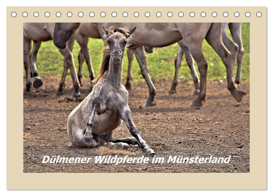 Dülmener Wildpferde im Münsterland (Tischkalender 2026 DIN A5 quer), CALVENDO Monatskalender - Bettina Hackstein