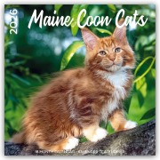 Cover-Bild zum Titel 'Maine Coon Cats - Main Coon Katzen 2026 - 18-Monatskalender - Original Plenty Gifts-Kalender [Mehrsprachig] [Kalender]' von 'Plenty Gifts'